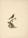 Euplectes afer (Yellow-Crowned Bishop)