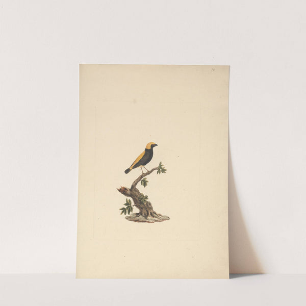 Euplectes afer (Yellow-Crowned Bishop) by Luigi Balugani