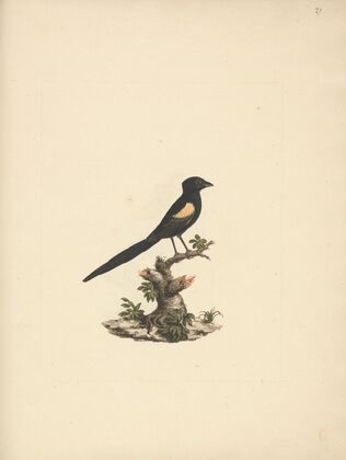 Euplectes axillaris (Fan-tailed widowbirds)