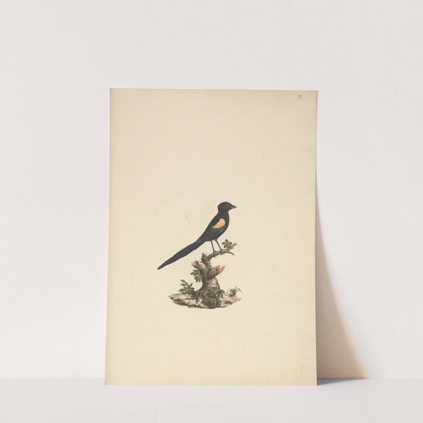 Euplectes axillaris (Fan-tailed widowbirds) by Luigi Balugani