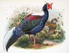 Euplocomus Swinhoei. (1872)