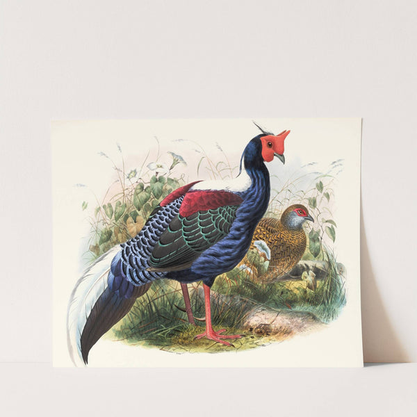 Euplocomus Swinhoei. by Joseph Smit