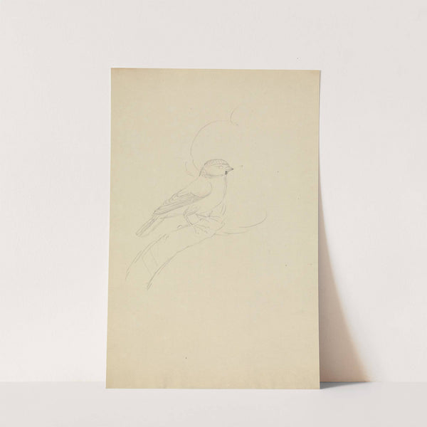 Eurasian blue tit by James Sowerby