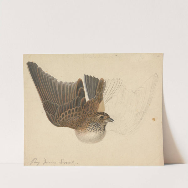 Eurasian skylark. by James Sowerby