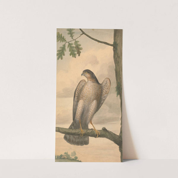 Eurasian Sparrowhawk by James Sowerby