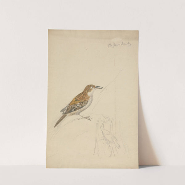 Eurasian treecreeper by James Sowerby