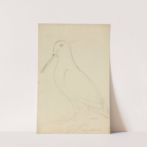 Eurasian Woodcock by James Sowerby