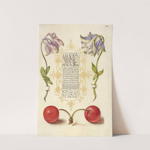European Columbines and Sweet Cherry (1561–1596) by Joris Hoefnagel