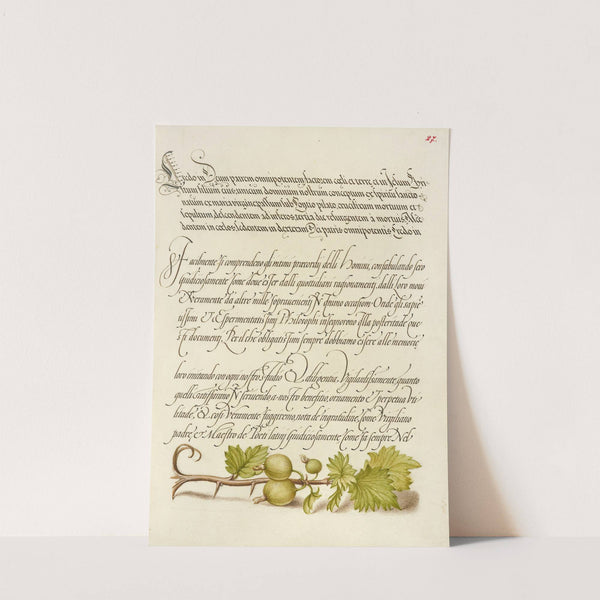 European Currant (1561–1596) by Joris Hoefnagel
