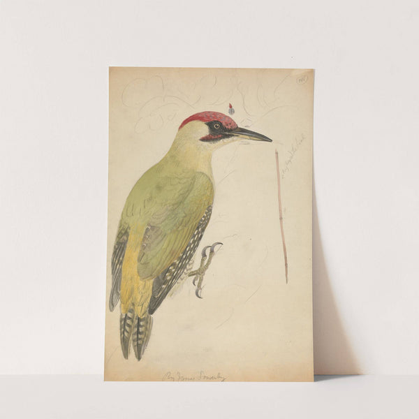 European Green Woodpecker by James Sowerby