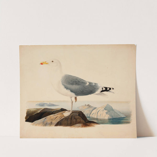 European Herring Gull (1839) by Ferdinand von Wright