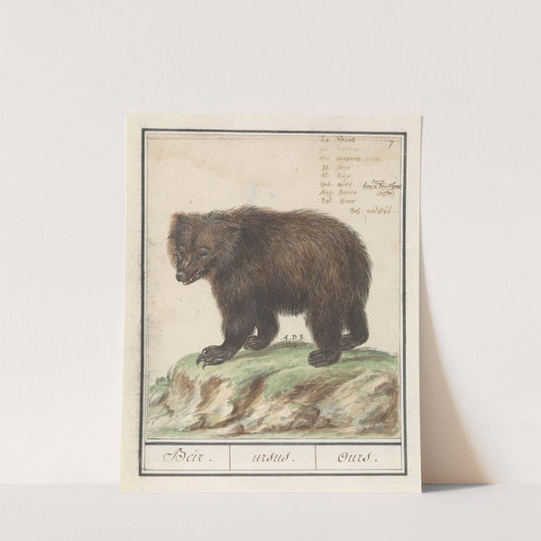 Europese bruine beer (Ursus arctos arctos) Beir. ursus. Ours. (1596-1610) by Anselmus Boëtius de Boodt