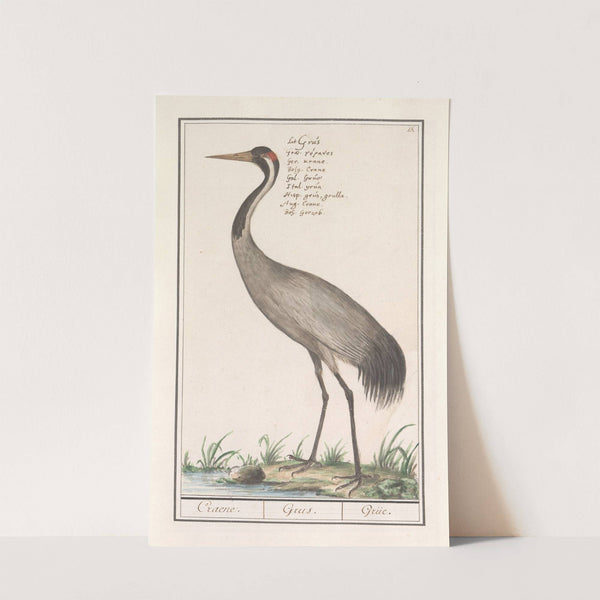 Europese kraanvogel (Grus grus) (1596-1610) by Anselmus Boëtius de Boodt