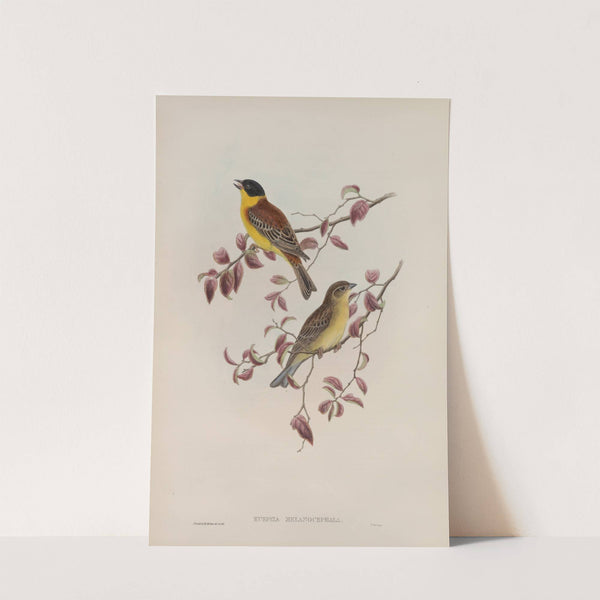 Euspiza malanocephala. Black-headed Bunting. (1862-1873) by John Gould