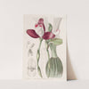 Even-flowered Lycaste (1815-1819) by Sydenham Edwards