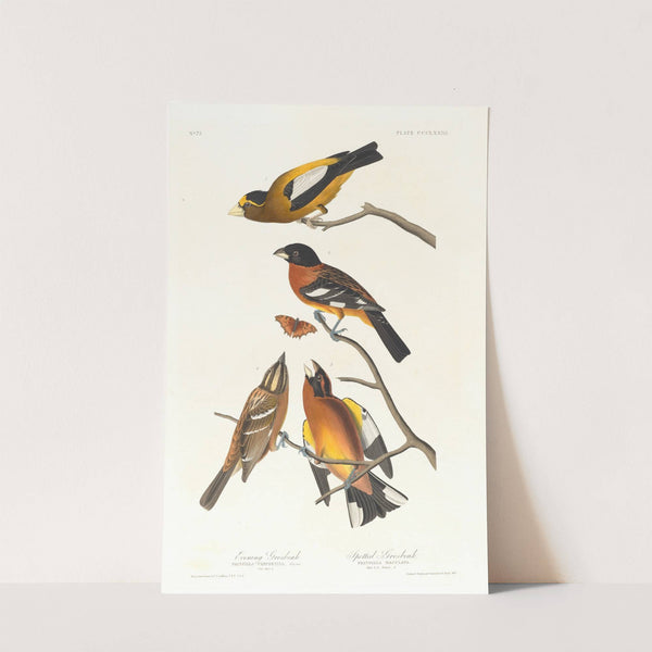 Evening grosbeak. Spotted grosbeak by John James Audubon