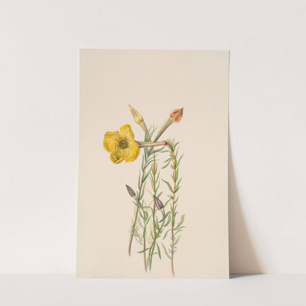 Evening Primrose (Oenothera lavandalaefolia) (1931) by Mary Vaux Walcott