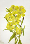Virginia Stewartia (Stewartia malachodendron) (1925)