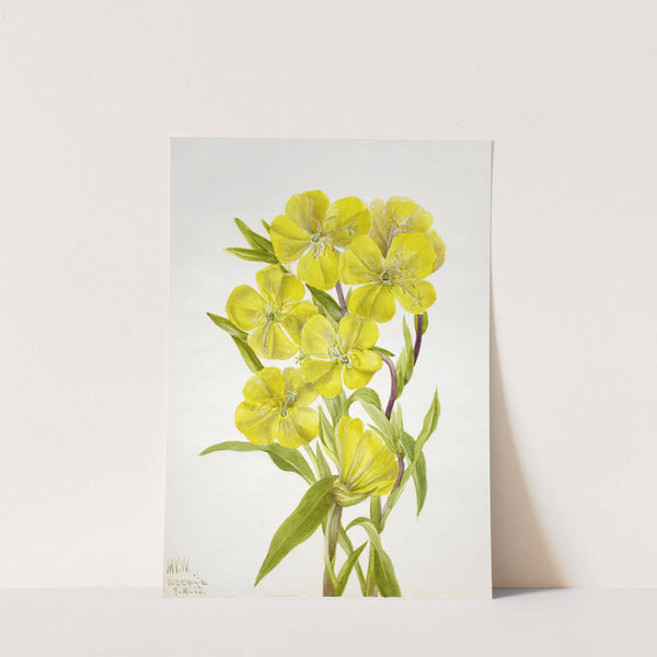 Evening Primrose (Oenothera) (1933) by Mary Vaux Walcott