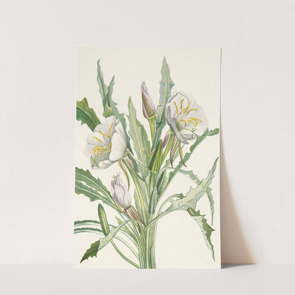 Evening-primrose. Pachyloplus hirsutus (1925) by Mary Vaux Walcott