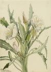 Red Columbine (Aquilegia formosa) (1897)