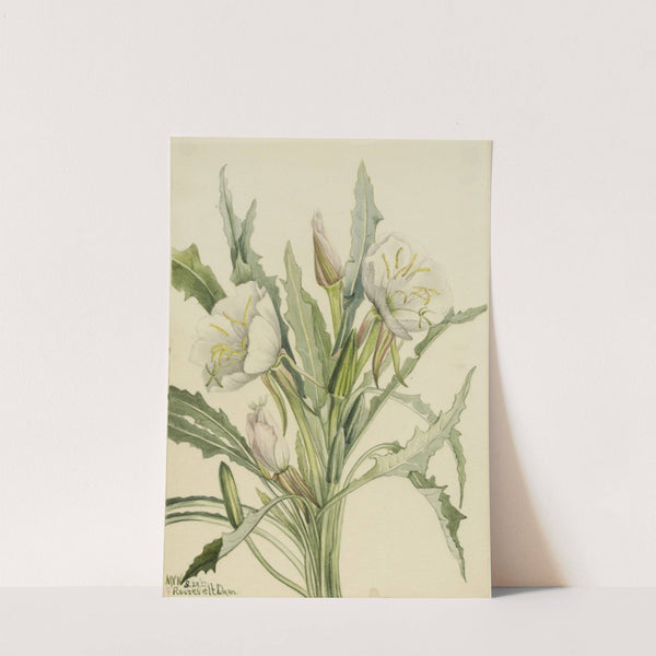 Evening Primrose (Pachyoplus hirsutus) (1927) by Mary Vaux Walcott