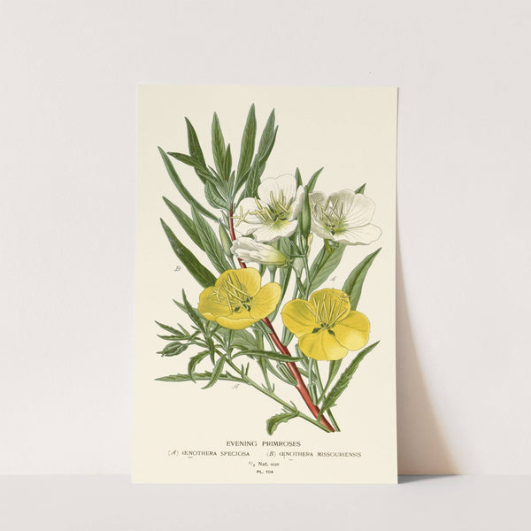 Evening Primroses (1896-1897) by Edward Step