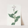 Ever-blowing Eranthemum by Sydenham Edwards