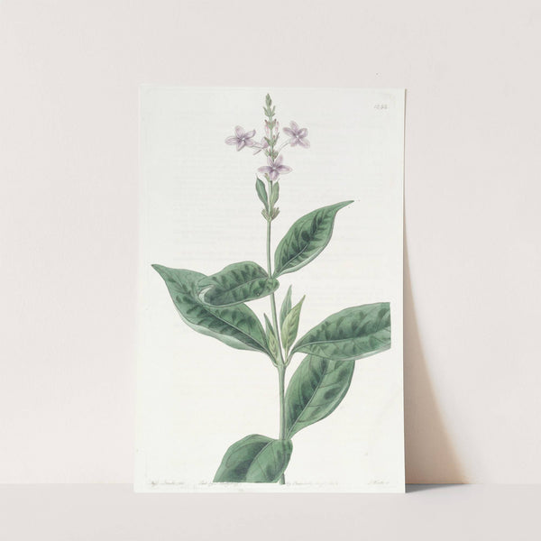 Ever-blowing Eranthemum by Sydenham Edwards