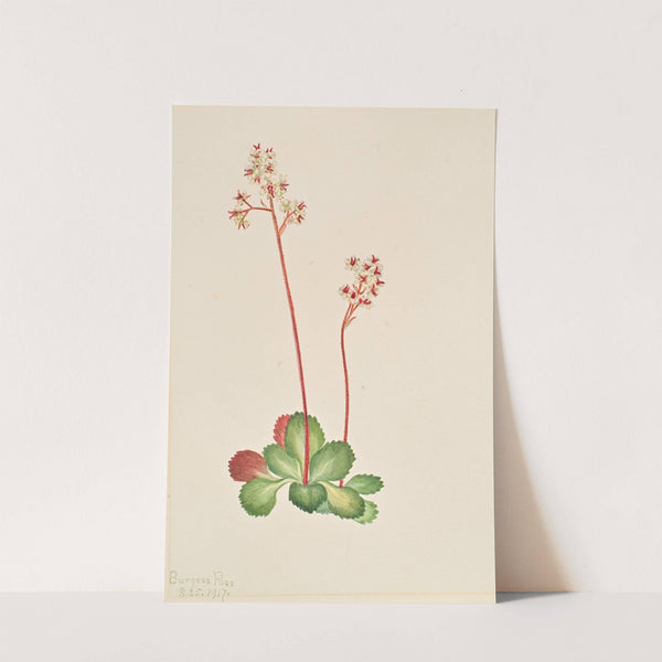 Evergreen Saxifrage (Leptarrhena pyrolifolia) (1917) by Mary Vaux Walcott