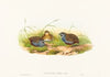 Excalftoria minima (Blue-breasted Quail)
