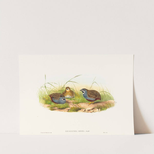 Excalftoria minima (Blue-breasted Quail) by John Gould