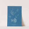 Exilaria crystallinum, parasitic by Anna Atkins