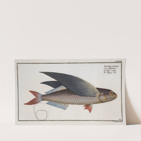 Exocoetus evolans, The Flying-Fish. (1785-1797) by Marcus Elieser Bloch