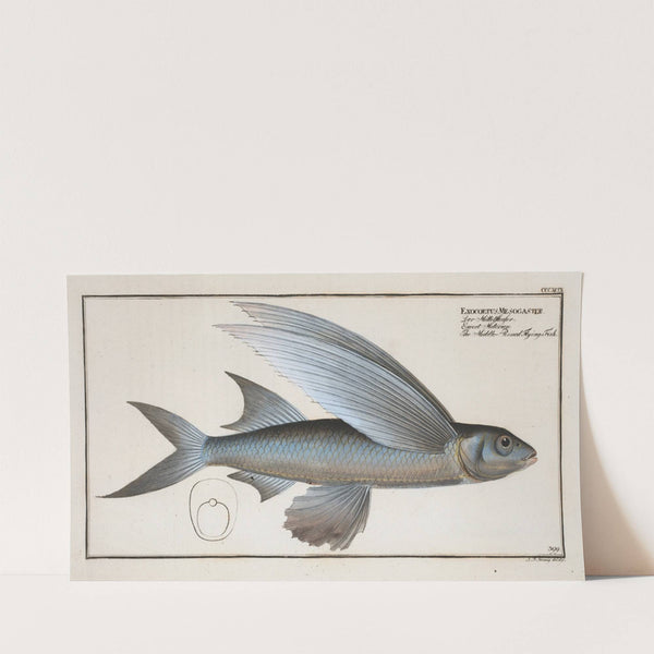 Exocoetus Mesogaster, The Middle-Pinned Flying-Fish. (1785-1797) by Marcus Elieser Bloch