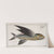 Exoecoetus exsiliens, The Swallow. (1785-1797) by Marcus Elieser Bloch