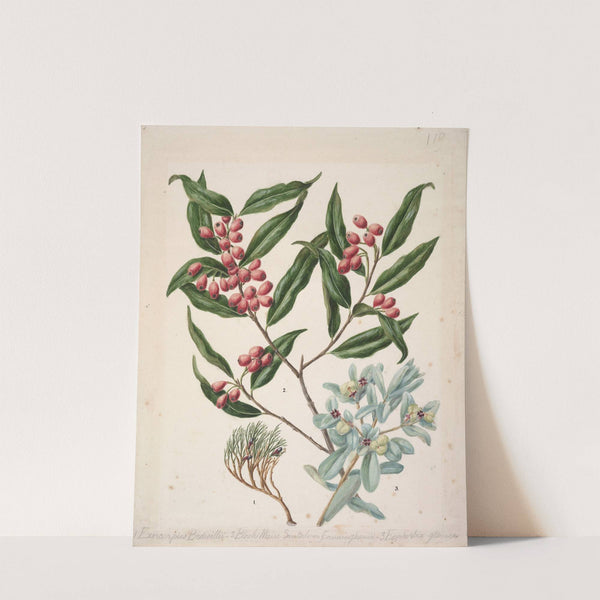 Exorcarpus bidwillii; Black Maire santalum cunninghamii; Euphorbia glauca by Sarah Featon