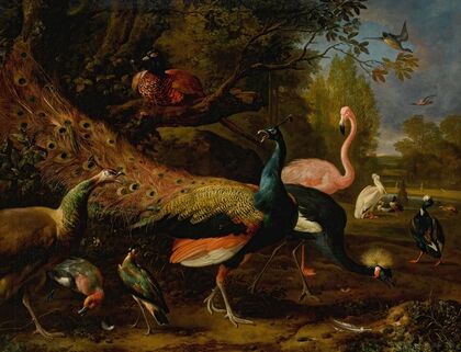 Exotic fowl, including a peacock and peahen, flamingo, African crane, pheasant, and lapwing, shoveller, pelican and tufted duck