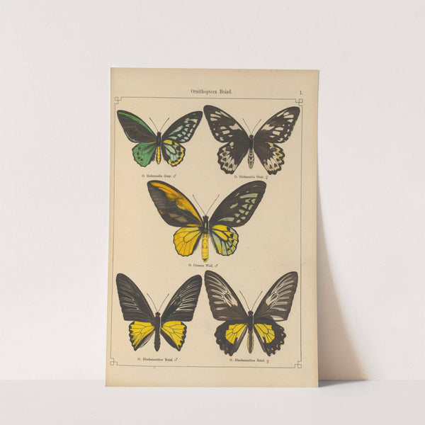 Exotische schmetterlinge Pl.001 by Otto Staudinger