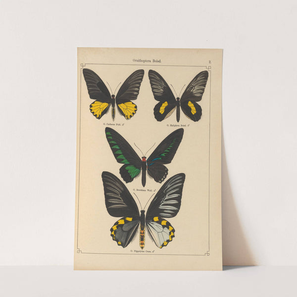 Exotische schmetterlinge Pl.002 by Otto Staudinger