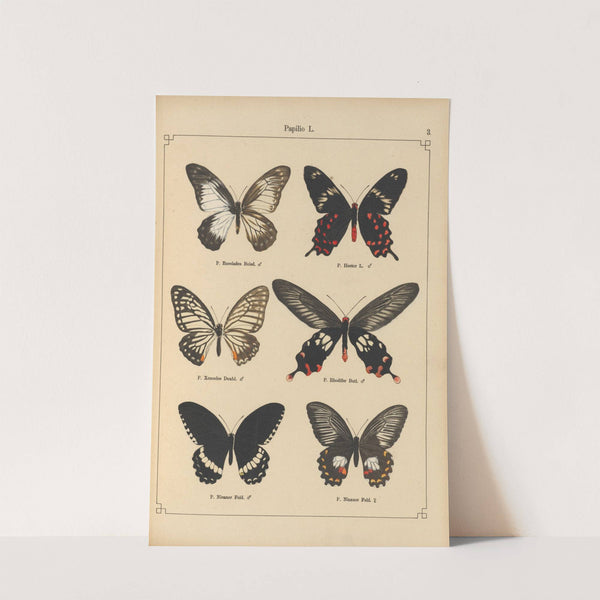 Exotische schmetterlinge Pl.003 by Otto Staudinger