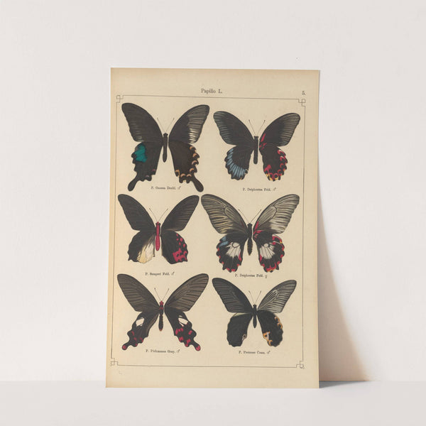 Exotische schmetterlinge Pl.005 by Otto Staudinger