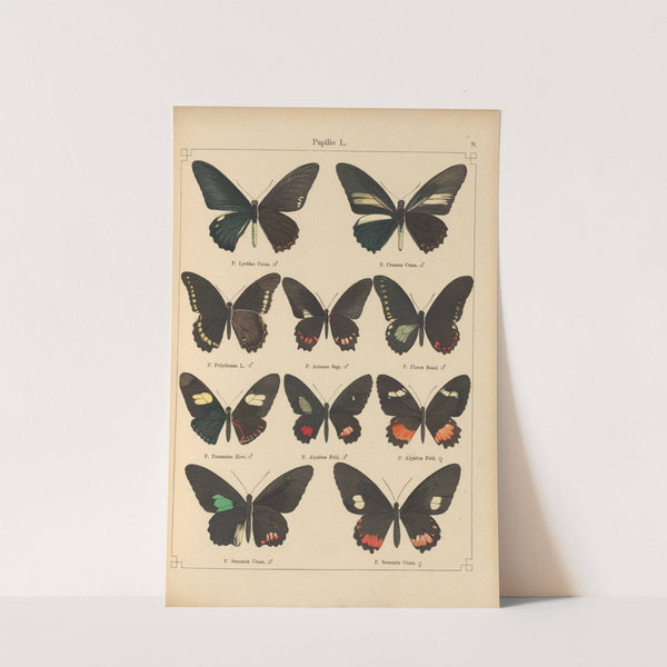 Exotische schmetterlinge Pl.008 by Otto Staudinger