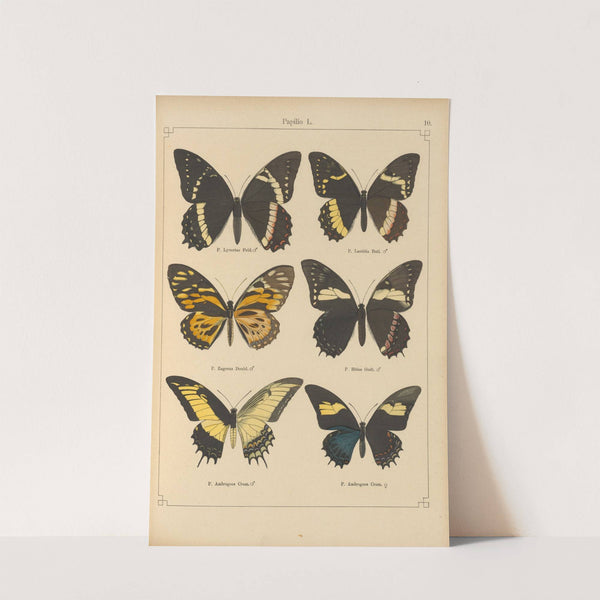 Exotische schmetterlinge Pl.010 by Otto Staudinger