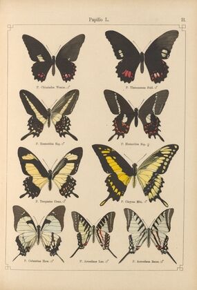 Exotische schmetterlinge Pl.011