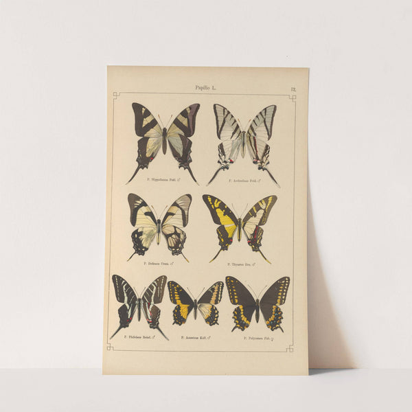 Exotische schmetterlinge Pl.012 by Otto Staudinger