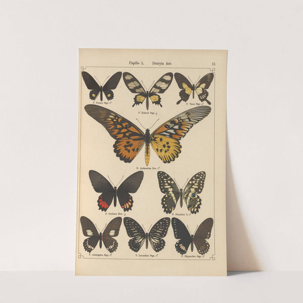 Exotische schmetterlinge Pl.013 by Otto Staudinger