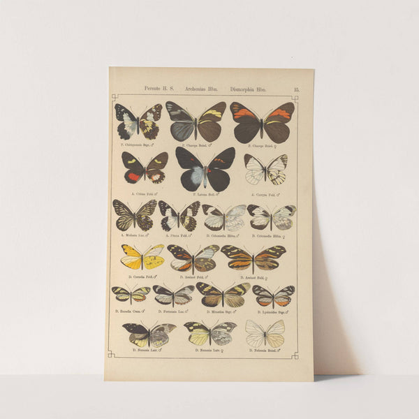 Exotische schmetterlinge Pl.015 by Otto Staudinger