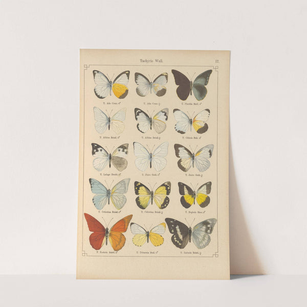 Exotische schmetterlinge Pl.017 by Otto Staudinger