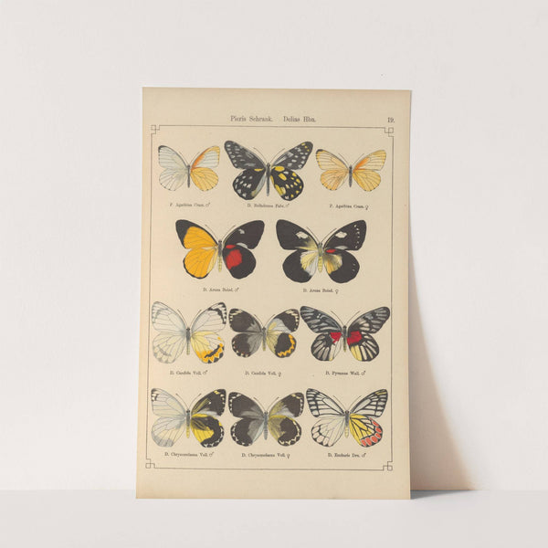 Exotische schmetterlinge Pl.019 by Otto Staudinger